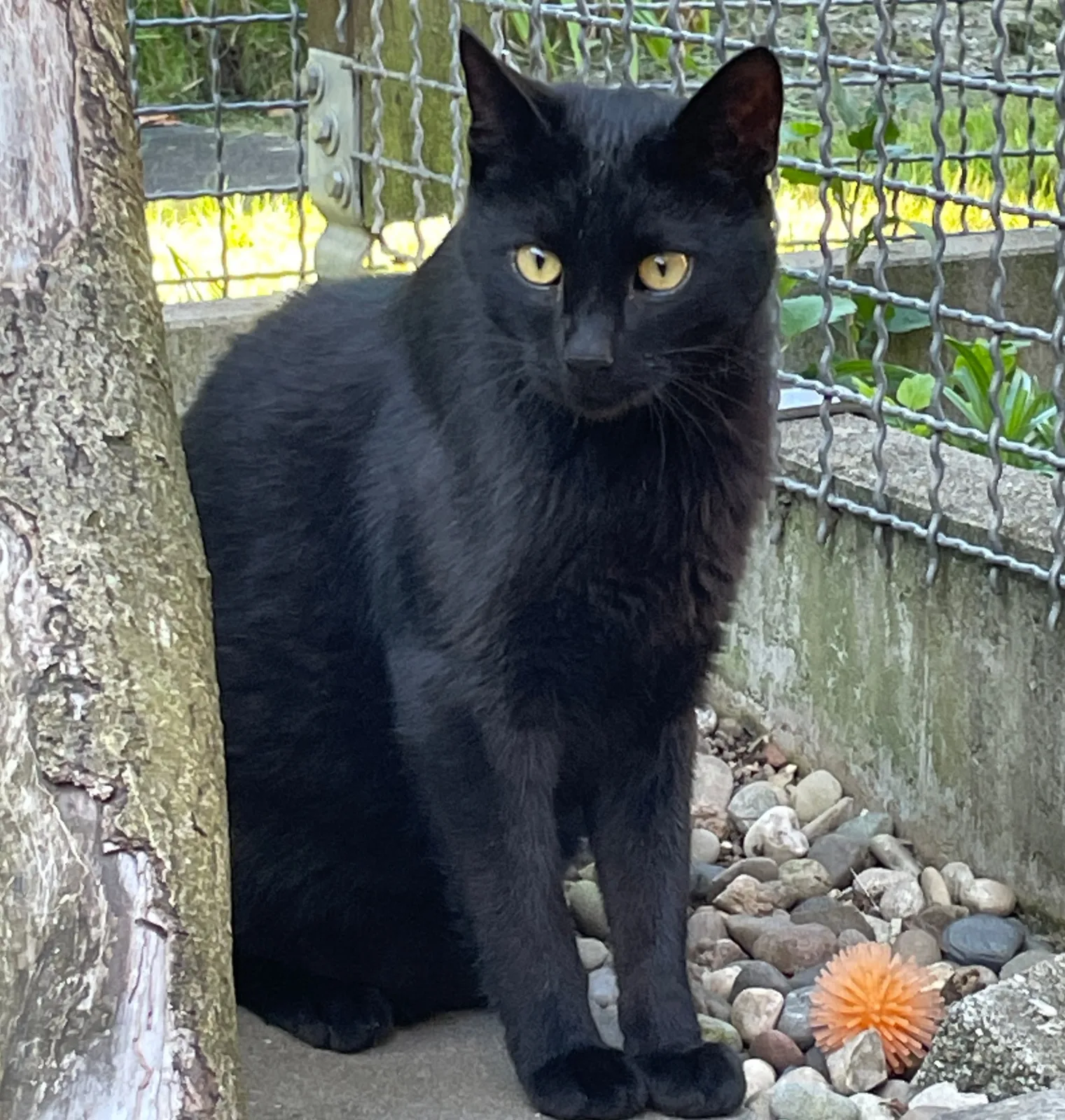 Kater Luca