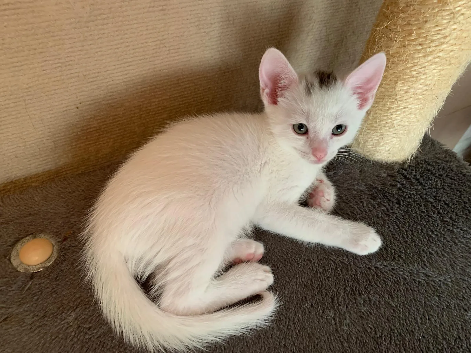 Miki