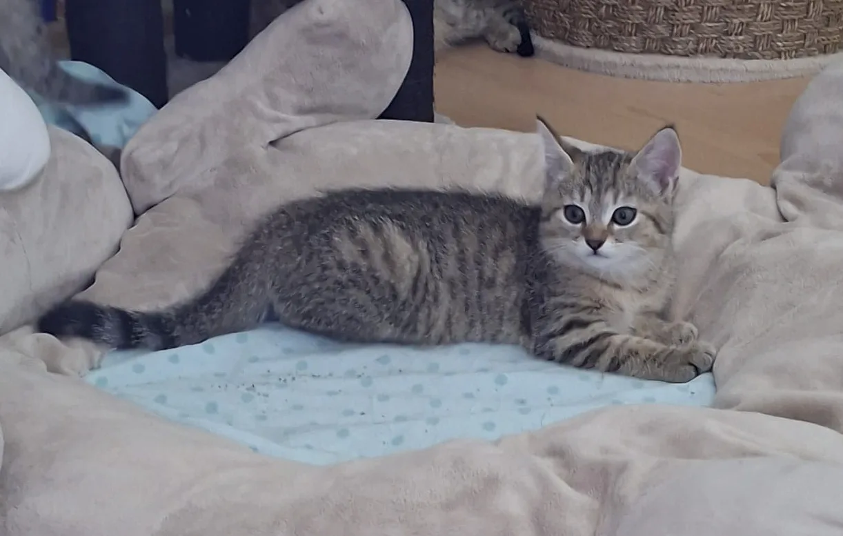 Minni