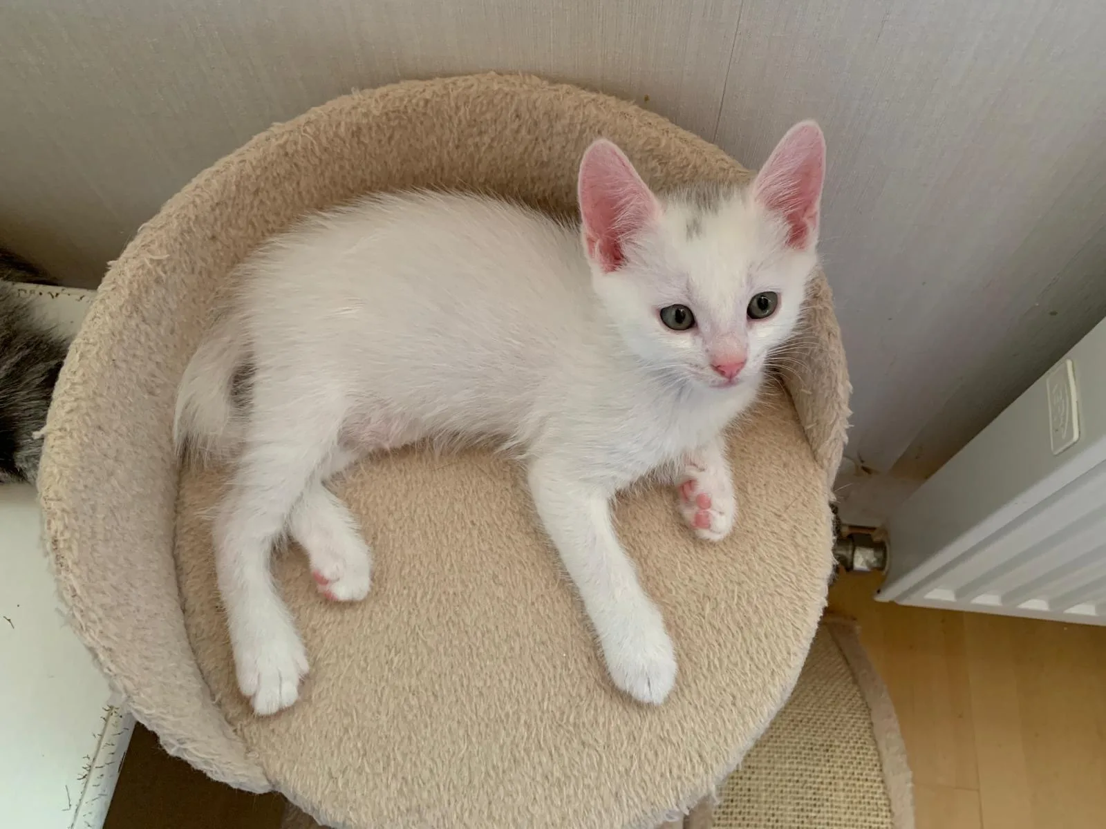 Pino